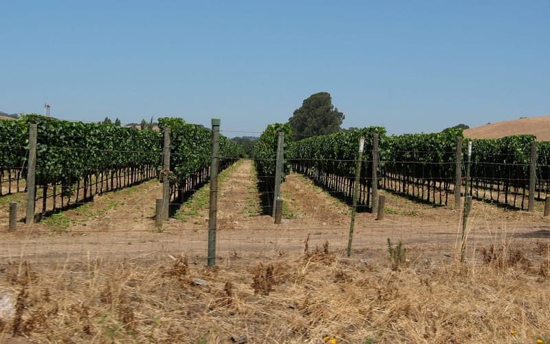Rows of grape vines at a winery