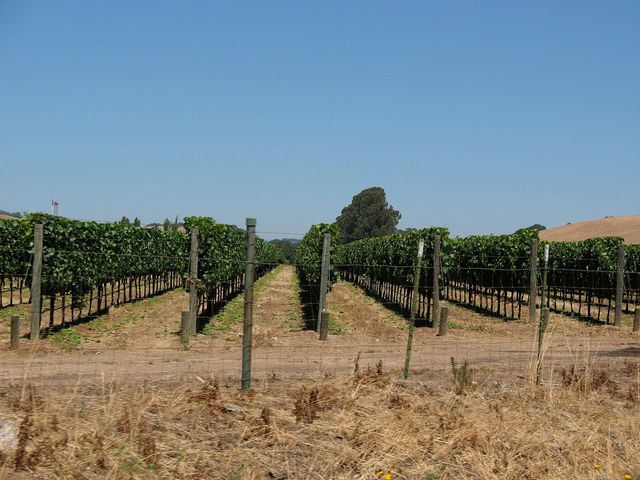 Rows of grape vines at a winery